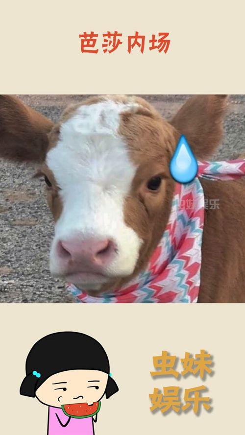 抖娱乐吃瓜,揭秘网红圈幕后故事